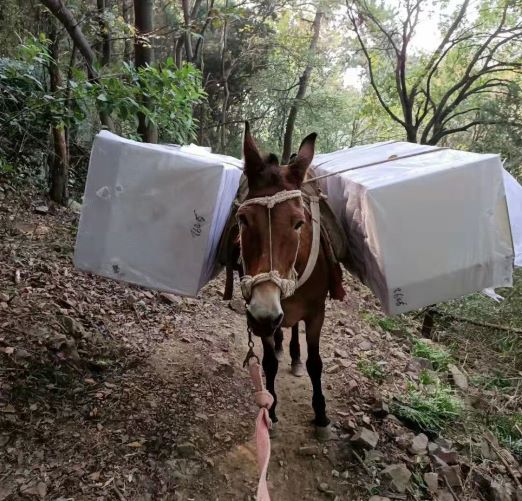 福建騾子運輸隊