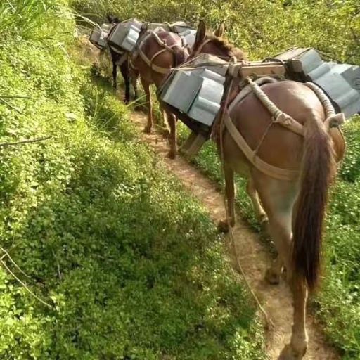 遼寧騾馬運輸隊